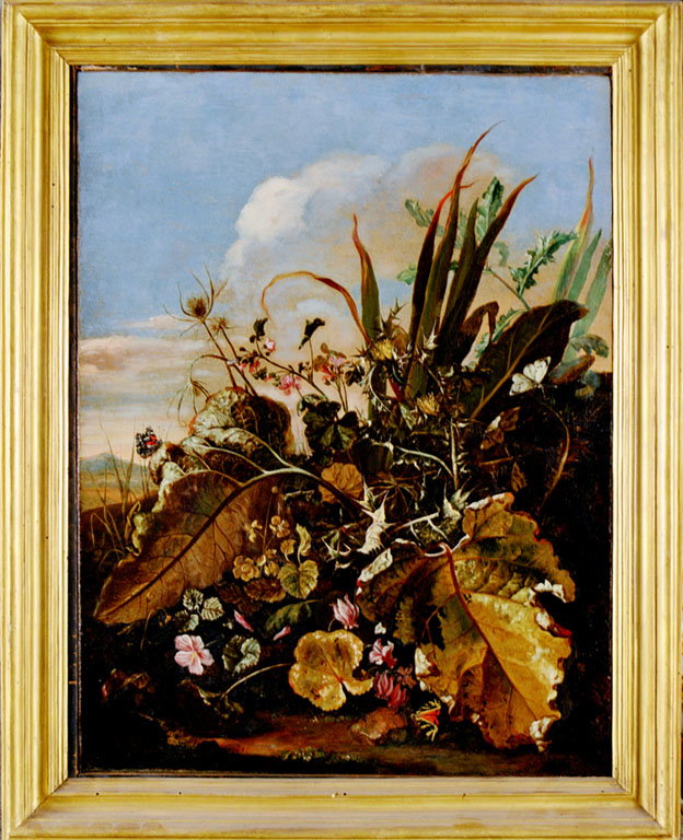 natura morta con erbe, insetti e fiori (dipinto) di Withoos Matthias (maniera) (